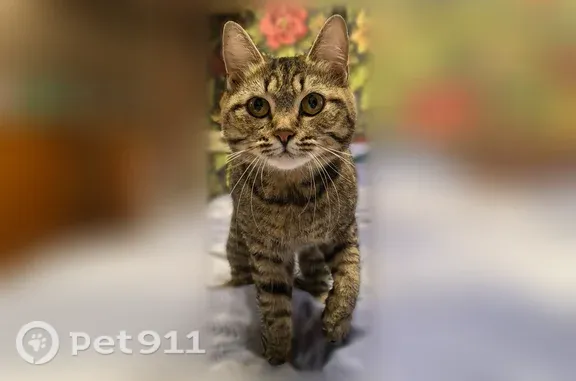 Найдена кошка, Волгоград — серая, полосатая с рыжинкой за ушками - photo