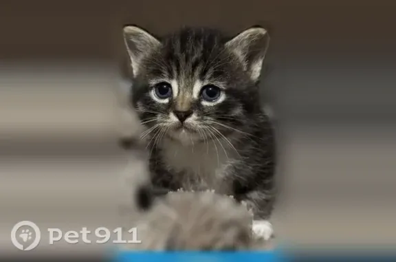 Убежал котёнок, возраст около 2 месяцев.