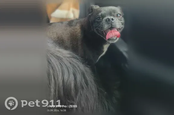 Найдена собака, Казинка, фото: Найдена собака, Село Казинка, Карьерная, Казинка — бегала по трассе с другой собакой