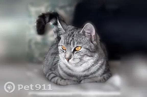 Пропала кошка, Брюховецкая, МКК, д. 4, Брюховецкая — оранжевые глаза - photo