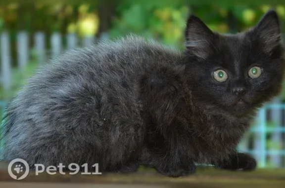 Кошка ищет дом, Деревня Смолиговка, Центральная — игривая и ласковая - photo