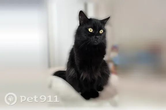 Кошки потеряшки, Высокая Гора, фото: Потеряшка кошка Мальчик, Высокая Гора (rl1251860)