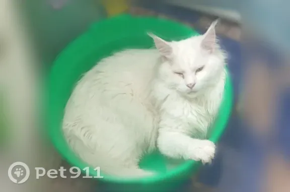 Пропала кошка Мальчик, Нижний Тагил (rl1251885) - photo