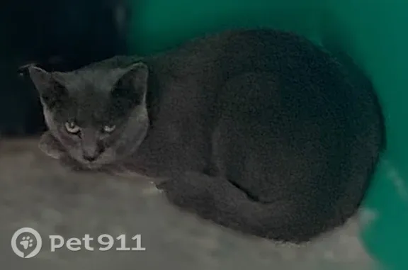 Найденные животные Уфа, фото: Найдена кошка, Уфа (rf1251898)