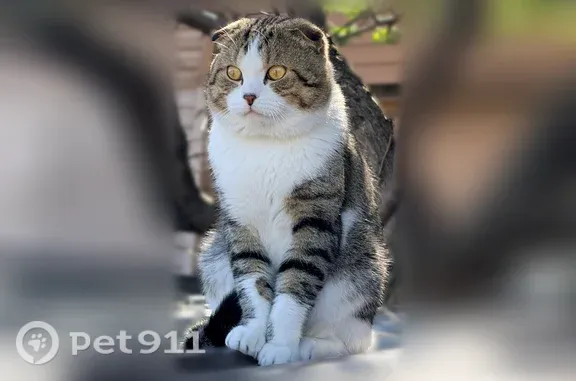 Пропала кошка Мальчик, Белово (rl1251903) - photo