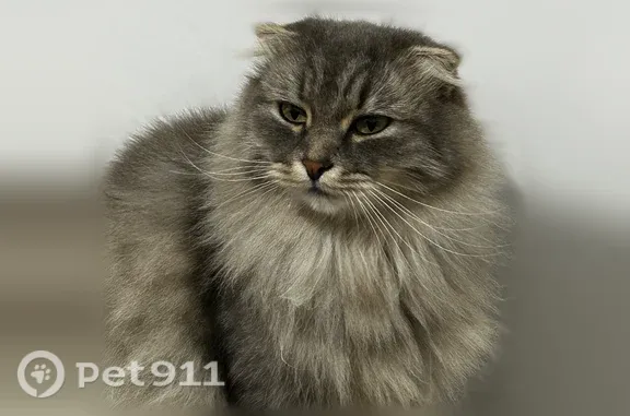 Пропала кошка Мальчик (rl1251911) - photo
