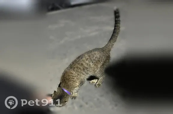 Кошка ищет дом, Волгоград (RH1251918) - photo
