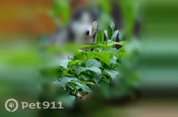 Пропала собака Мальчик, Домодедово (rl1251924) - photo