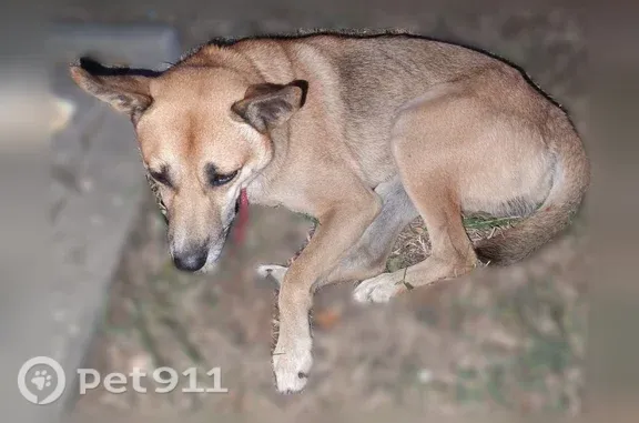 Найдена собака, Оренбург, фото: Найдена собака Мальчик, Оренбург (rf1251936)