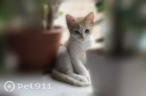 Пропала кошка, Быстрецкая, Рязань — бело-рыжеватый котёнок Кекс - photo