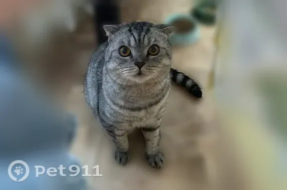 Пропала кошка, Бугуруслан — шотландец с карими глазами - photo