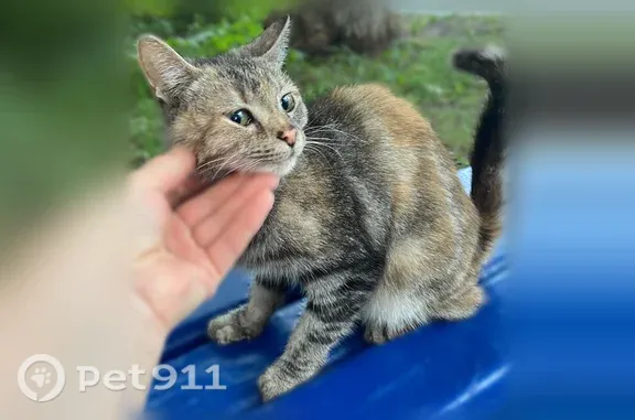 Найденные животные Тюмень, фото: Найдена кошка, Пермякова, д. 53, Тюмень — очень ручная, ходит на горшок