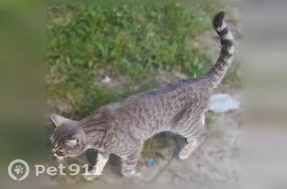 Найденные животные Смоленщина, фото: Найдена кошка, Село Смоленщина, Лесная, д. 1а, Смоленщина — яркие жёлтые глаза