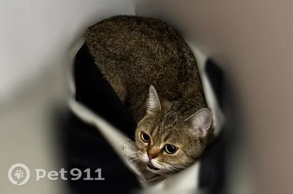 Найдена кошка, Люберцы, фото: Найдена кошка, лётчика Ларюшина, Люберцы — молодая породистая, с ошейником