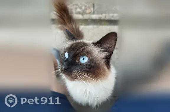 Найдена кошка, Чехов, фото: Найдена кошка, Деревня Гришенки (г Чехов), Чехов — кот около 3 лет