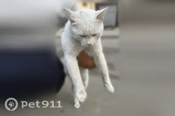 Найденные животные Ростов-на-Дону, фото: Найдена кошка, Коммунистический, Ростов-на-Дону — ласковый кот, похож на домашнего