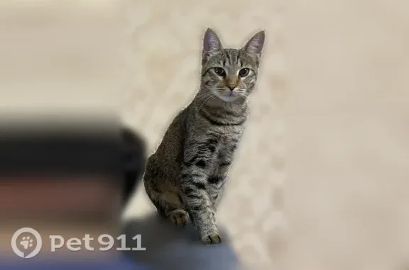 Пропала кошка, Село Золотушка (г. Пятигорск), Центральная, Пятигорск — домашняя, откликается на кличку Бусик - photo