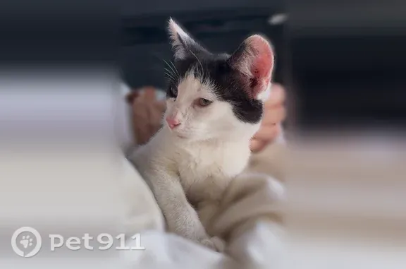 Кошка ищет дом, Химиков, д. 25, Казань — ласковый, приучен к лотку - photo