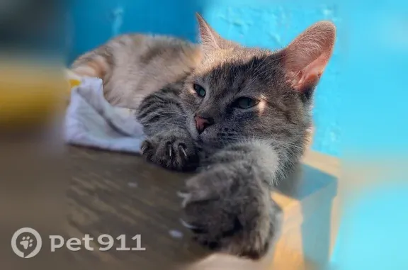 Кошка ищет дом, Тюмень, Пермякова, д. 53 — очень ласковая, приучена к лотку - photo