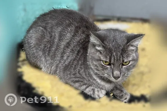 Найдена кошка, Калининград, фото: Найдена кошка, Калининград, 9 Апреля, д. 80-86, Калининград — молодая, ласковая, с ошейником
