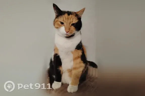 Пропала кошка, Антикайнена, д. 27, Костомукша — трёхцветная, без ошейника - photo