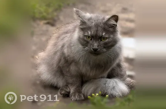 Найдена кошка, Чебоксары, фото: Найдена кошка, пр. Тракторостроителей, Чебоксары — взрослая, пушистая, черно-дымчатая
