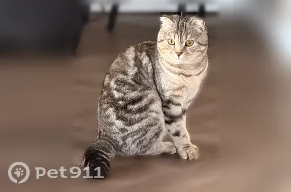 Пропала кошка, Село Ивановка, Буденного, д. 5, Ивановка — вислоухий котёнок 10 месяцев - photo