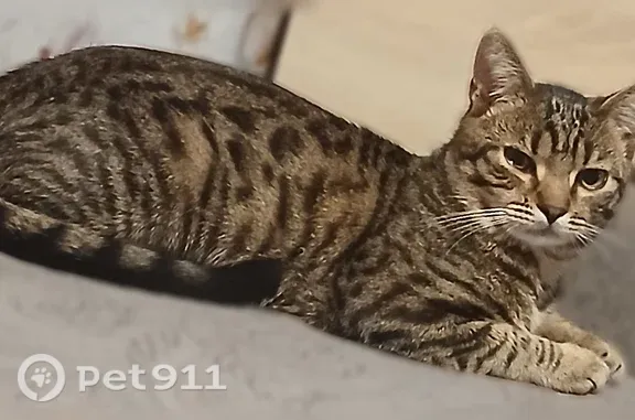 Пропала кошка, Фомина, д. 60, Орёл — кот, 1 год, полосатый окрас - photo