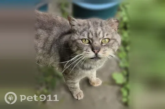 Найдена кошка, Домодедово, фото: Найдена кошка, Домодедово, Полянка, Домодедово — кот похож на помесь с вислоухим