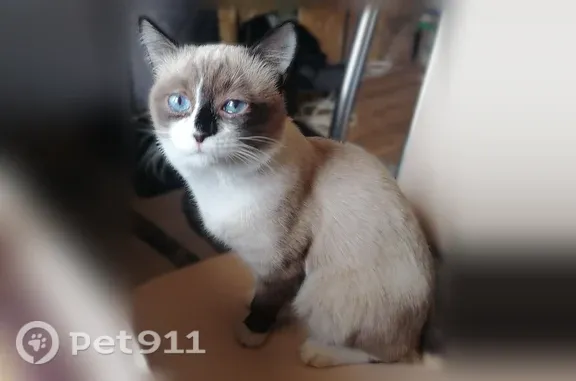 Пропала кошка, район Приокский (г Нижний Новгород), д. 102, Нижний Новгород — откликается на Русик или Кукурусик - photo
