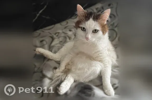 Пропала кошка, Район Кировский (г Уфа), Муксинова, д. 11, Уфа — белый кот с серыми пятнами - photo