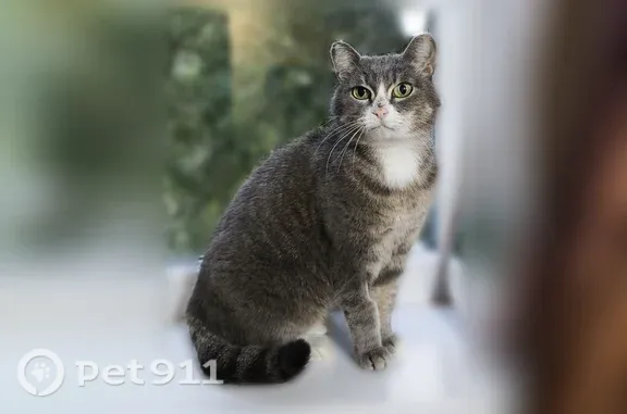 Кошка ищет дом, Томск, Говорова, Томск — стерилизована и приучена к лотку - photo