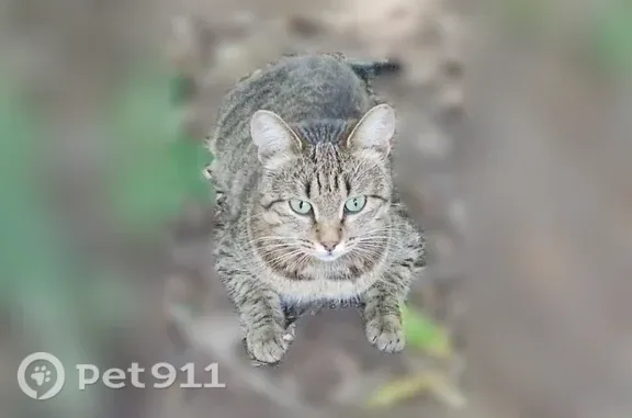 Пропала кошка, Фестивальный, Ульяновск — необычные зелёные глаза - photo