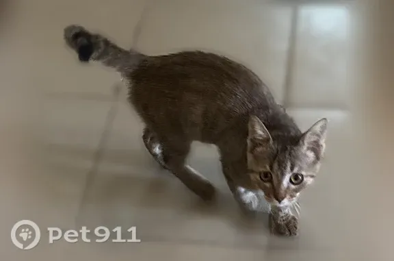 Найдена кошка, Краснодар, фото: Найдена кошка, Кореновская, д. 71, Краснодар — ласковый чистый котёнок