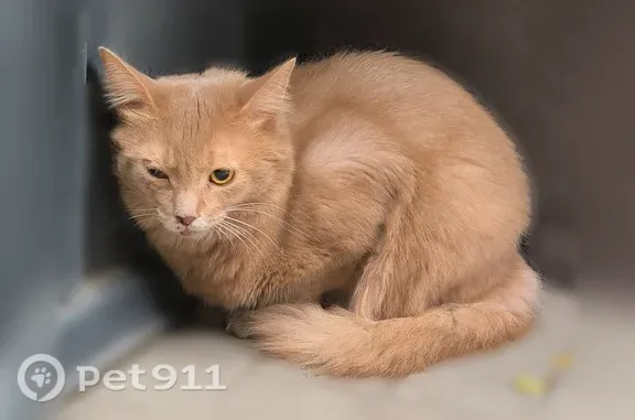 Найденные животные Ростов-на-Дону, фото: Найдена кошка, Ченцова, д. 15, Ростов-на-Дону — царапины на правой стороне морды