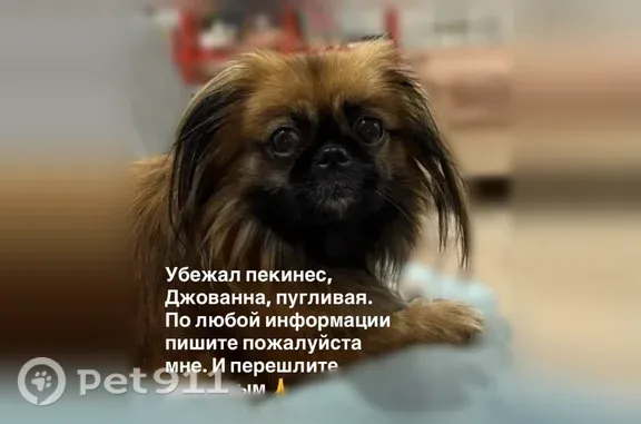 Пропала собака, Коммунистический, д. 29, Ростов-на-Дону — пугливая девочка - photo