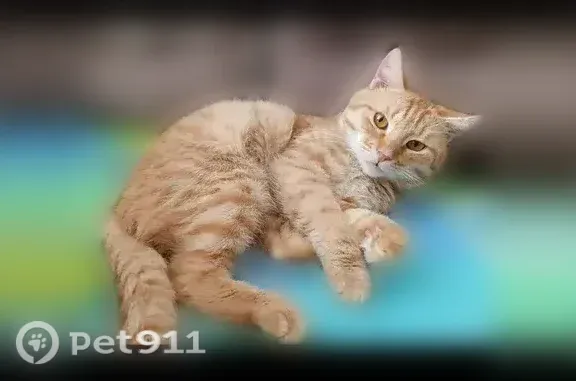 Пропала кошка, Деревня Вартемяги, Приозерское, д. 151Б, Вартемяги — рыжий, глухой и пугливый кот - photo