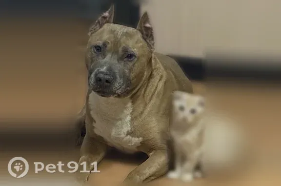 Пропала собака, Тельмана, д. 123, Ростов-на-Дону — подходит на зов по кличке - photo