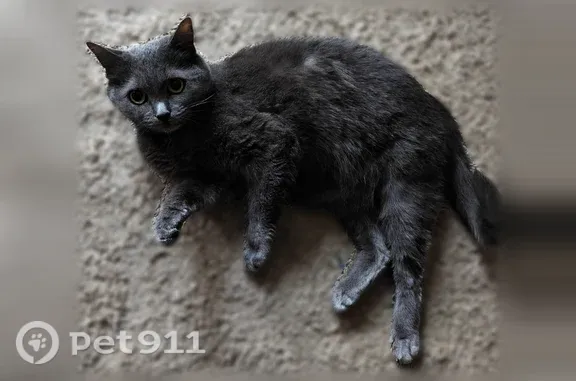 Пропала кошка, Фрунзе, д. 49, Павловский Посад — взрослая, тёмно-серая - photo