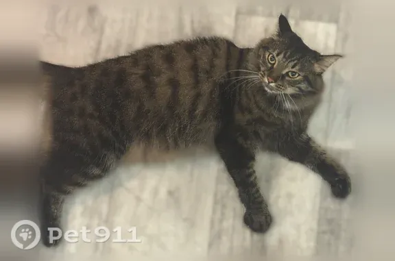 Пропала кошка, Металлистов, Уфа — большая, помесь мейн-куна - photo
