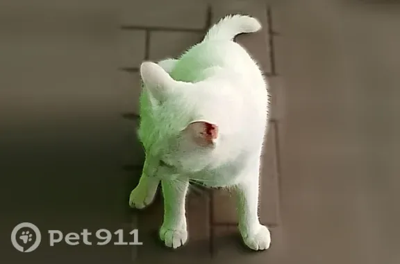 Кошка ищет дом, Зеленодольск — ласковая, разноглазая, проблемы с лапой - photo