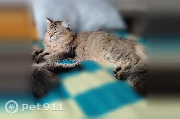 Пропала кошка, Медвежьегорск, Кирова, д. 9А — серая, с длинным хвостом - photo