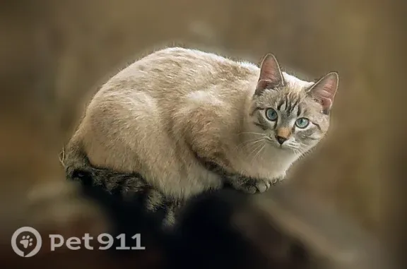 Пропала кошка, Район Советский (г Красноярск), Металлургов, д. 14В, Красноярск — очень пугливая - photo