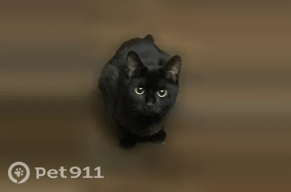 Пропала кошка, Толбухина, д. 62, Ярославль — чёрная домашняя девочка, 1 год - photo