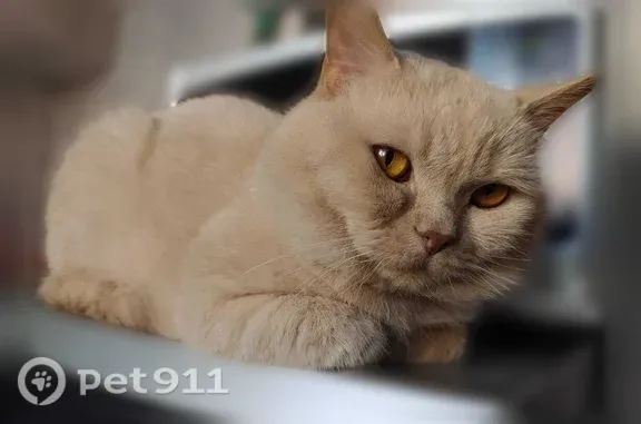 Пропала кошка, Краснодар, им. генерал-лейтенанта Александра Сапрунова, д. 42, Краснодар — кремовый кот, 12 лет - photo