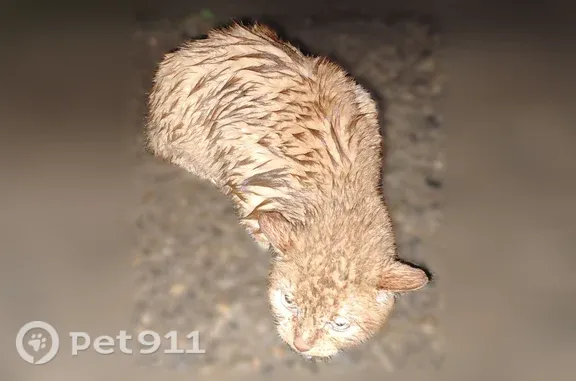 Найдена кошка, Чебоксары — вышла из леса к гаражам - photo