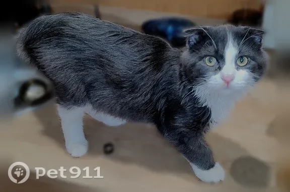 Пропала кошка, 3 Юго-Западный, д. 8, Ставрополь — котёнок, серо-белая, вислоухая - photo