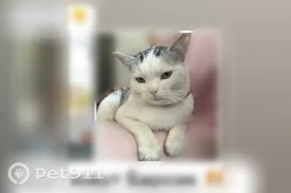 Пропала кошка, Краснослободск, Полевая, д. 9 — боится людей, на кончике хвоста меньше шерсти - photo