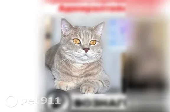 Пропала кошка, мальчик, Английский, д. 12, Санкт-Петербург — янтарные глаза - photo