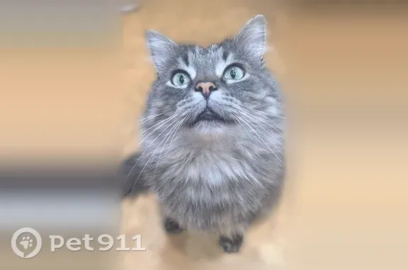 Пропала кошка, Красноармейская, д. 29/52, Ростов-на-Дону — котик Марсик, мог спрятаться - photo